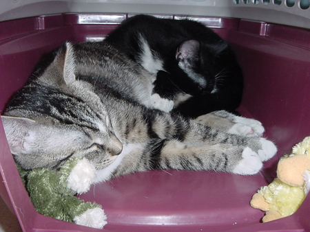 froggy_pillow2