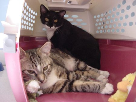 kitty_crate