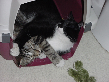 kitty_cuddle