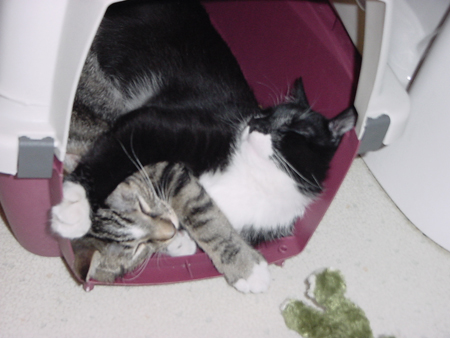 kitty_cuddle2