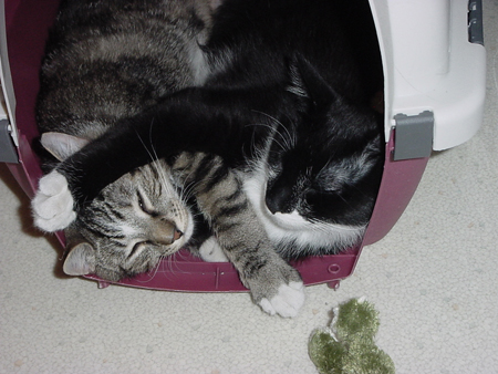 kitty_cuddle3