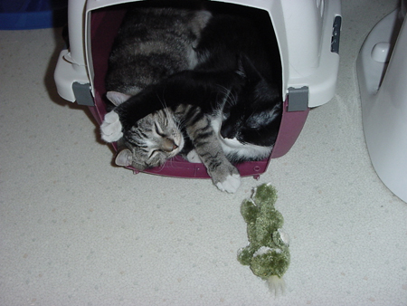 kitty_cuddle4