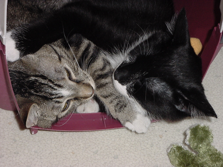 kitty_cuddle6