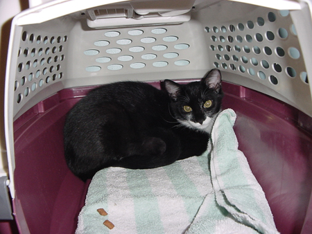 saleen