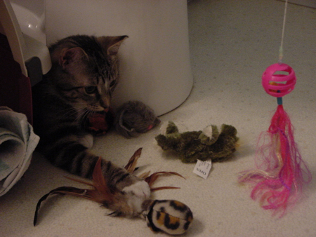 shelby_playing
