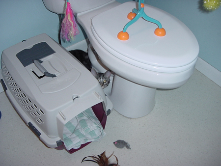 shelby_toilet_nap