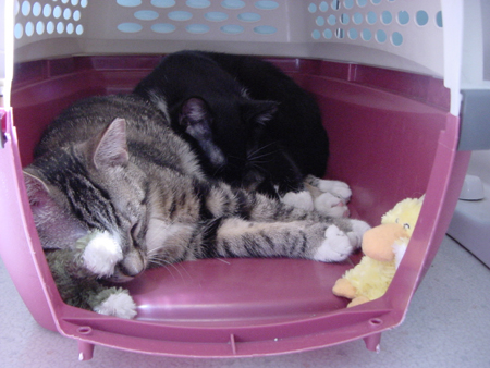 sleeping_with_toys