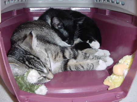 sleeping_with_toys2