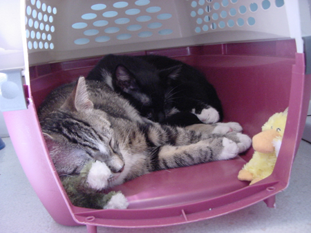 sleeping_with_toys3