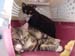 kitty_crate