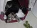 kitty_cuddle