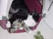 kitty_cuddle2