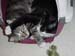 kitty_cuddle3
