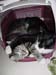kitty_cuddle5