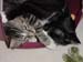 kitty_cuddle6