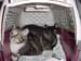 kittys