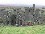 Clifden Castle